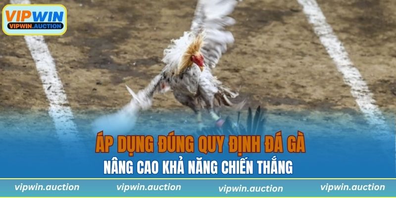 Áp dụng đúng quy định đá gà giúp nâng cao khả năng chiến thắng cho anh em