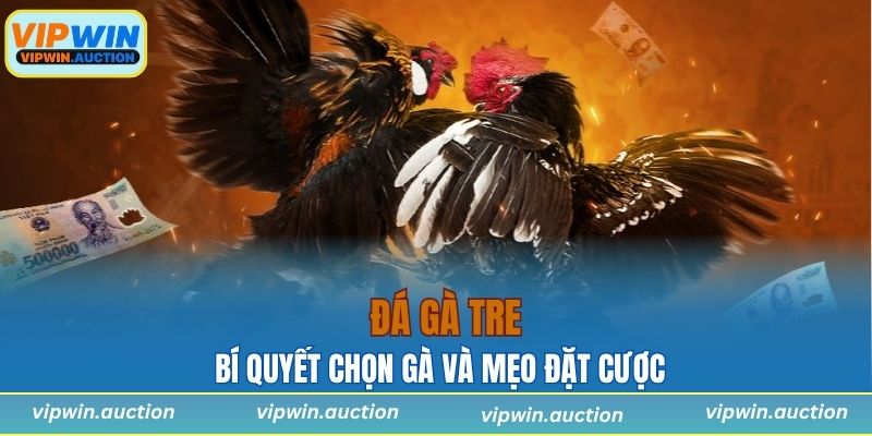 Bí quyết chọn gà và mẹo đặt cược đá gà tre từ các cao thủ lão luyện