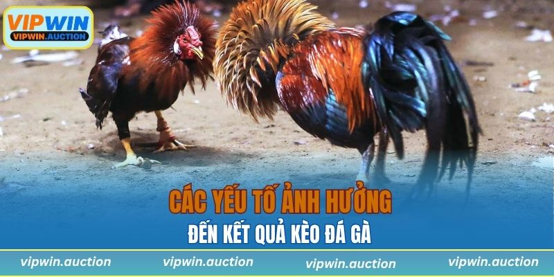 Các yếu tố ảnh hưởng đến kết quả kèo đá gà