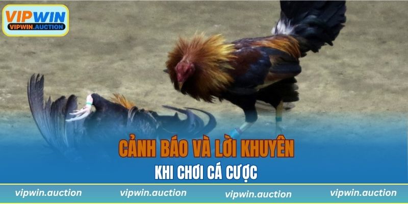 Cảnh báo và lời khuyên khi chơi cá cược