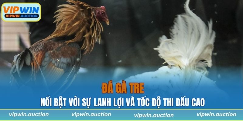 Gà tre nổi bật với sự lanh lợi và tốc độ thi đấu cao
