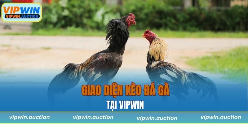 Giao diện kèo đá gà tại VIPWIN