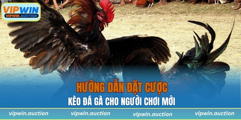 Hướng dẫn đặt cược cho người chơi mới
