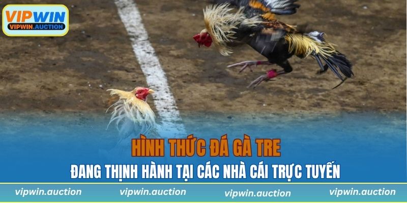 Những hình thức đá gà tre đang thịnh hành tại các nhà cái trực tuyến