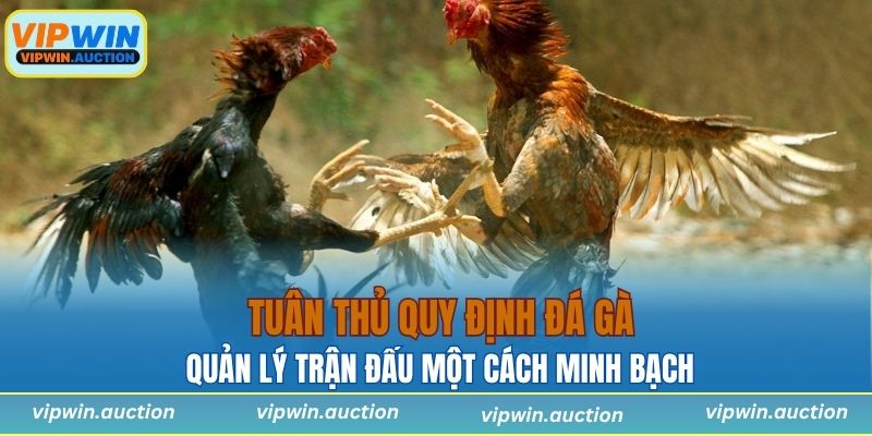 Những quy định đá gà cơ bản giúp quản lý trận đấu một cách minh bạch