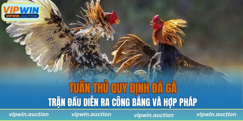 Tuân thủ quy định đá gà giúp trận đấu diễn ra công bằng và hợp phá