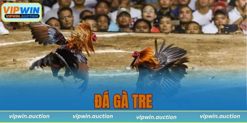 đá gà tre
