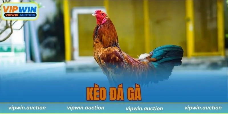 Kèo đá gà