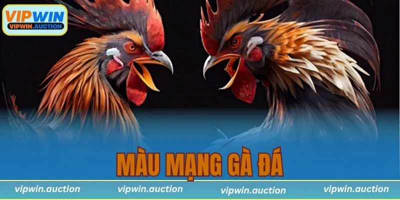 Màu mạng gà đá