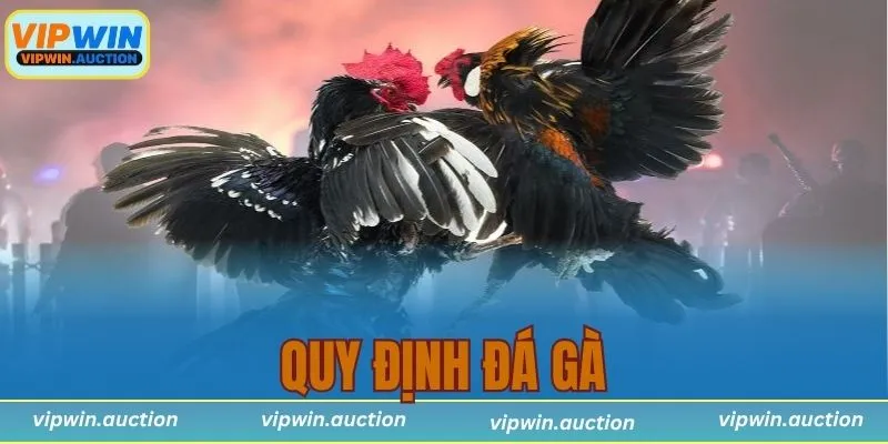 quy định đá gà